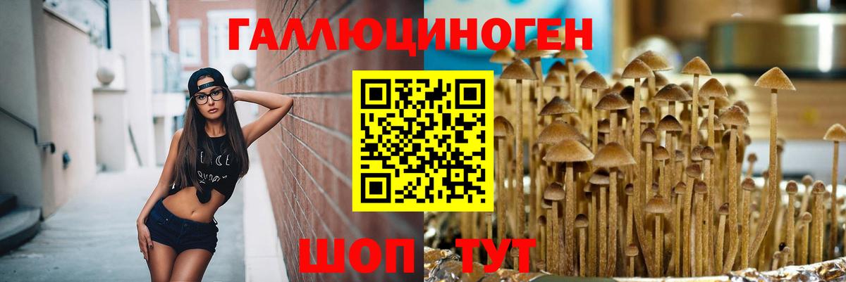 где купить наркоту  Вход с VPN  Галлюциногенные грибы мицелий  Железноводск  Псилоцибиновые грибы Psilocybe 